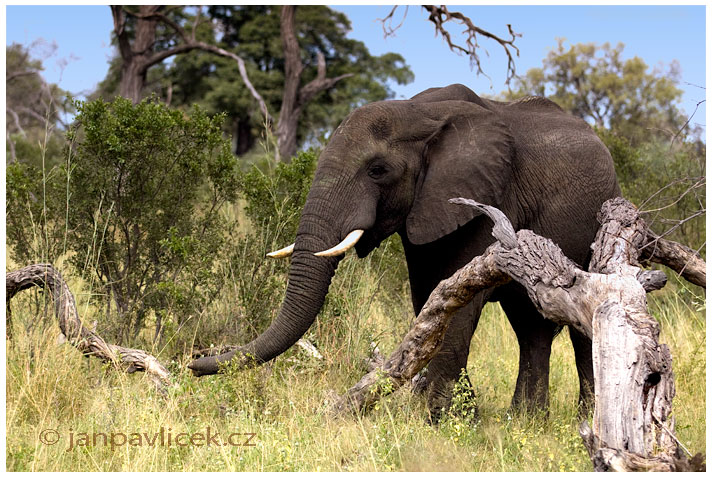 Slon africký (Loxodonta africana)