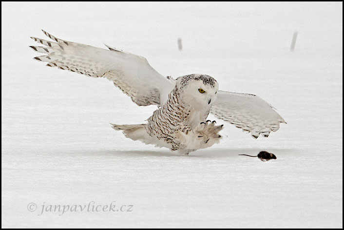 Sovice sněžná (Bubo scandiacus) při lovu