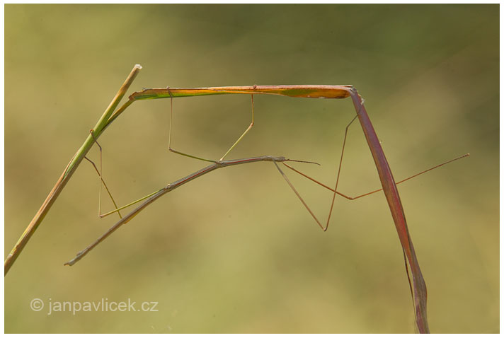 Strašilka (Phasmatodea)