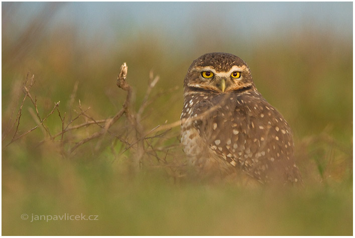 Sýček králičí (Athene cunicularia) 