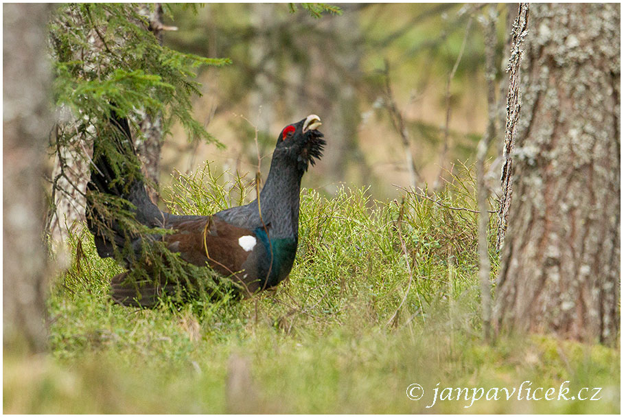 Tetřev hlušec (Tetrao urogallus) 