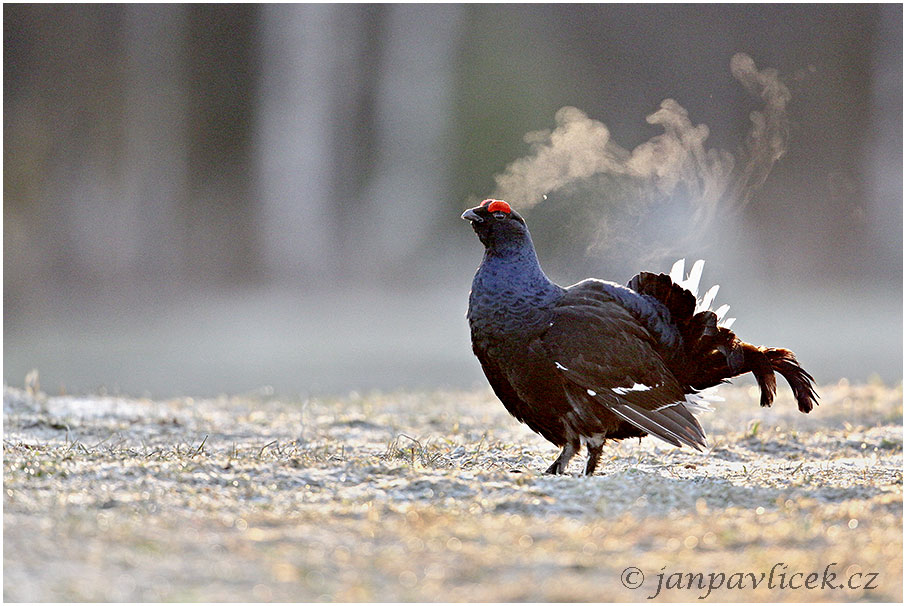 Tetřívek obecný (Tetrao tetrix)