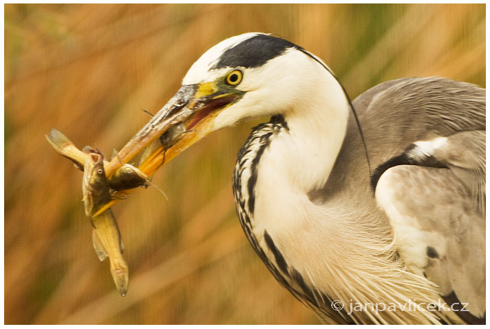 Tři v jednom ….,  Volavka popelavá (Ardea cinerea)