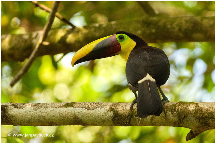 Tukan hnědohřbetý (Ramphastos swainsonii)