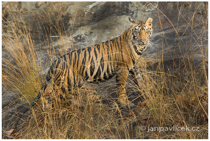 Tygr bengálský (Panthera tigris tigris) - ČLÁNEK V BLOGU 