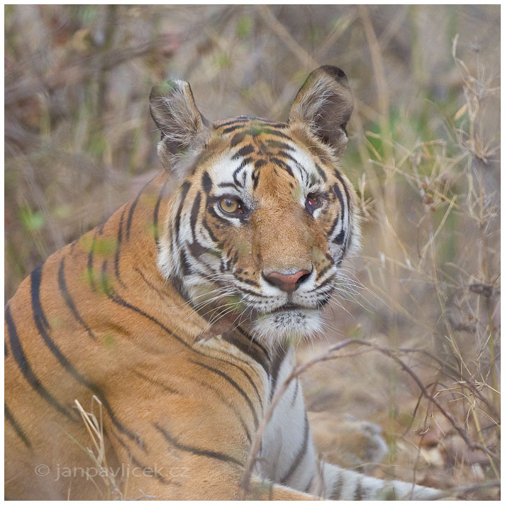 Tygr bengálský (Panthera tigris tigris) - ČLÁNEK V BLOGU 