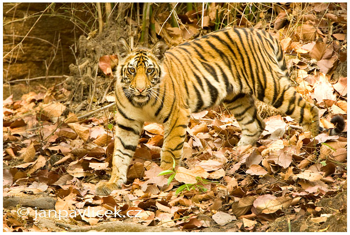 Tygr bengálský (Panthera tigris tigris) - ČLÁNEK V BLOGU 