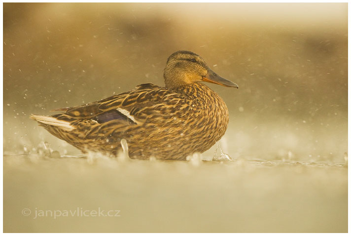 V lijáku,  Kachna divoká, samička  (Anas platyrhynchos)