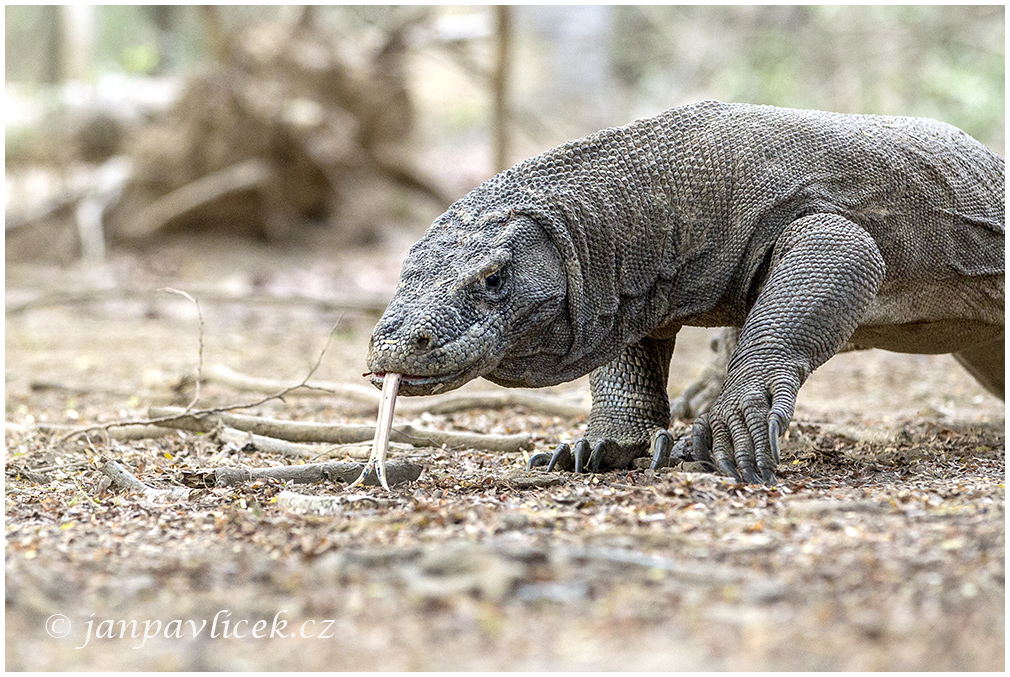 Varan komodský (Varanus komodoensis) 