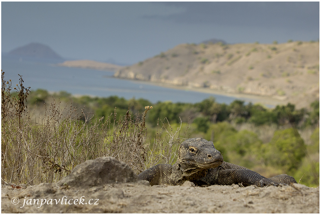 Varan komodský (Varanus komodoensis) 