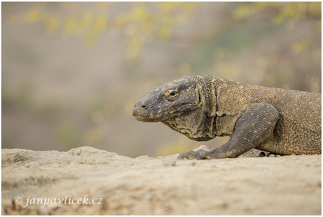 Varan komodský (Varanus komodoensis) 