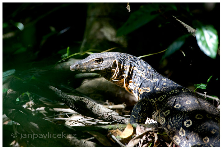 Varan skvrnitý (Varanus salvator)