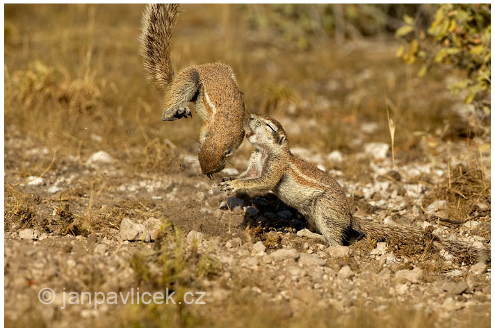 Veverka bušová (Paraxerus cepapi)