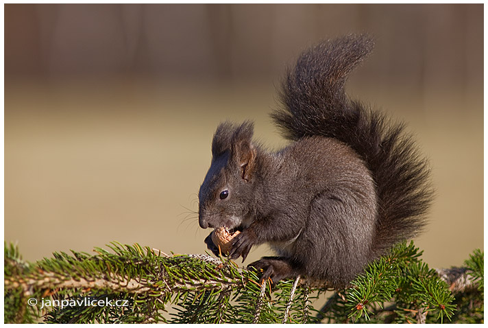 Veverka obecná  (Sciurus vulgaris)