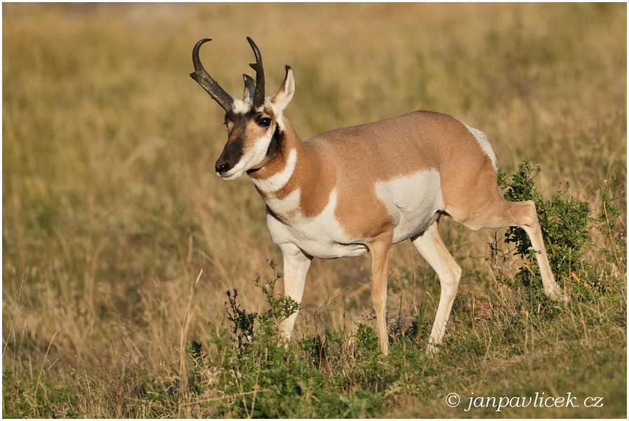 Vidloroh americký (Antilocapra americana)