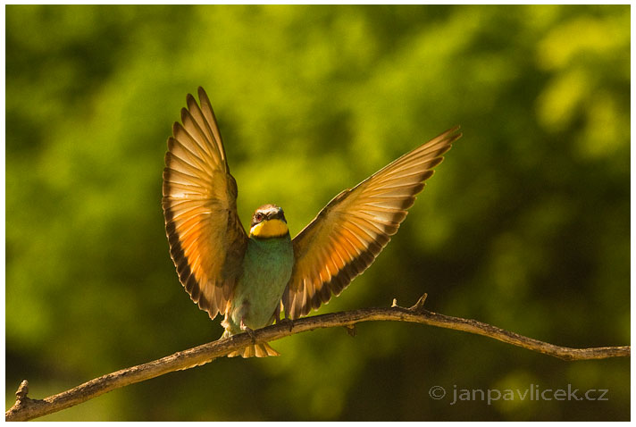 Vlha pestrá (Merops apiaster)