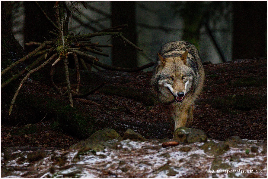 Vlk eurasijský (Canis lupus)