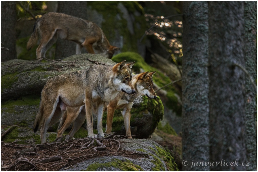 Vlk eurasijský (Canis lupus)