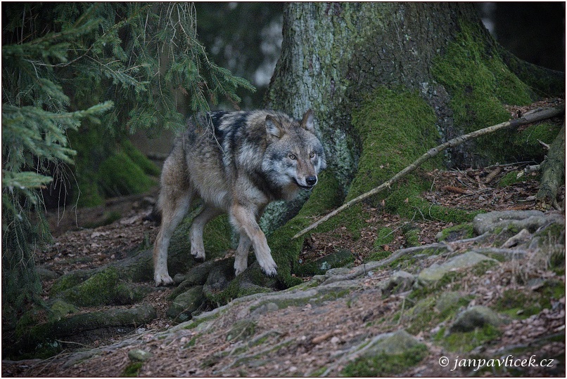 Vlk eurasijský (Canis lupus)