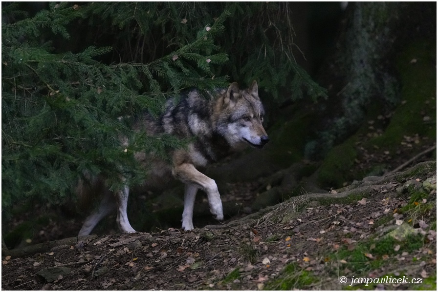 Vlk eurasijský (Canis lupus)
