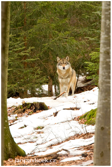 Vlk eurasijský (Canis lupus)