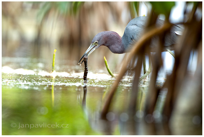 Volavka modrošedá (Egretta caerulea)