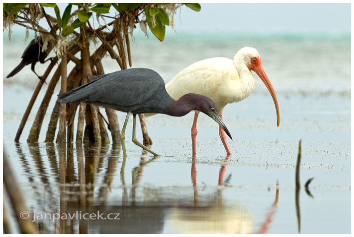 Volavka modrošedá (Egretta caerulea), Ibis bílý  (Eudocimus albus)