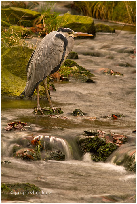 Volavka popelavá (Ardea cinerea)