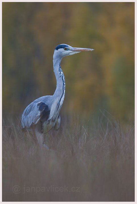 Volavka popelavá (Ardea cinerea)