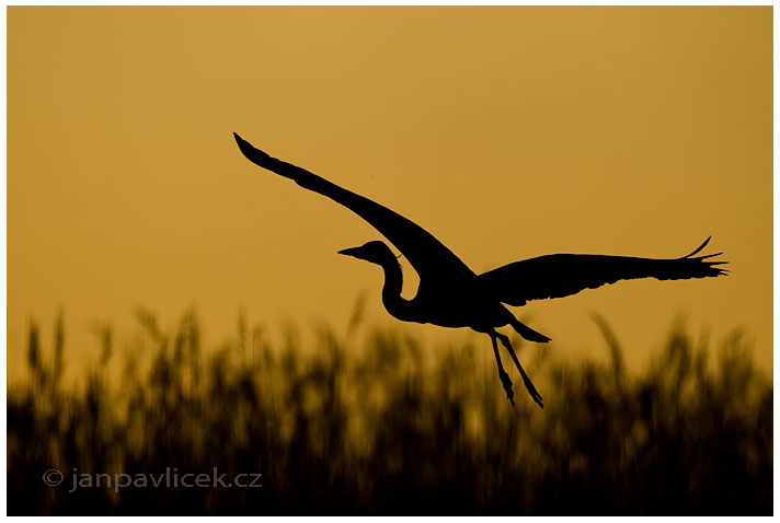 Volavka popelavá (Ardea cinerea)