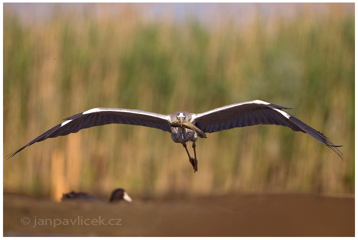 Volavka popelavá (Ardea cinerea)