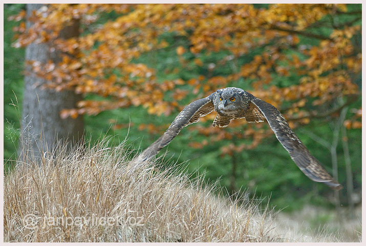 Výr velký (Bubo bubo)