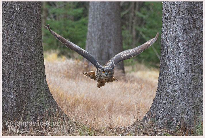 Výr velký  (Bubo bubo)