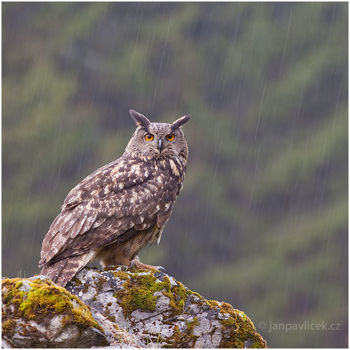 Výr velký  (Bubo bubo)