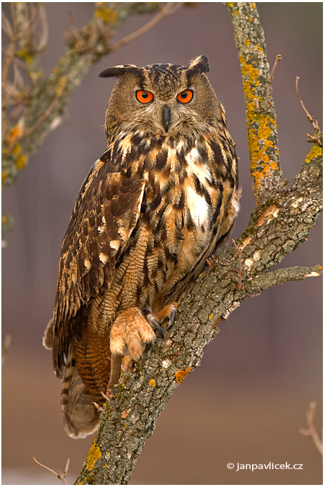 Výr velký (Bubo bubo)