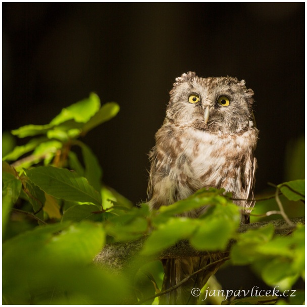 Výreček malý (Otus scops)