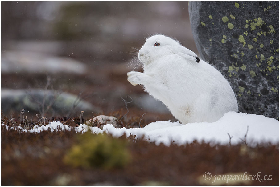 Zajíc polární (Lepus arcticus)