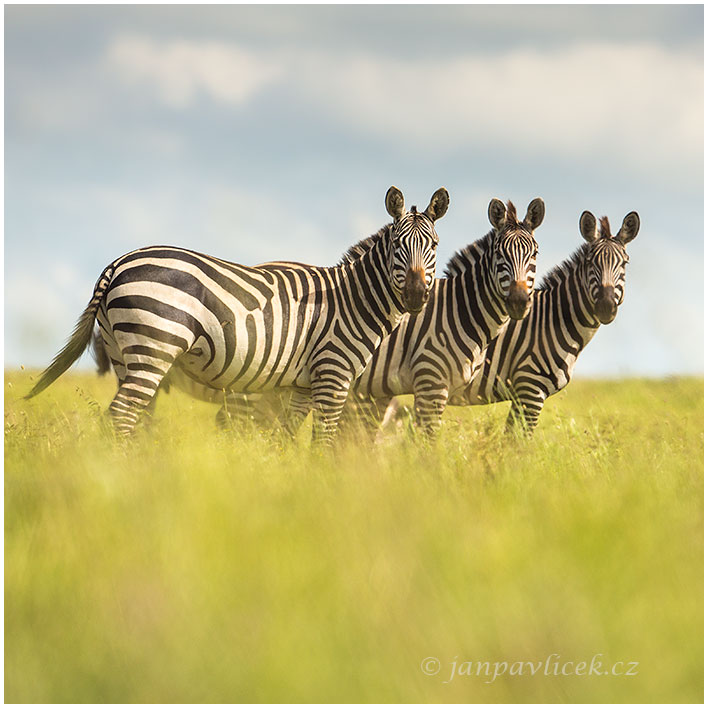 Zebra stepní/Zebra Burchellova (Equus quagga)