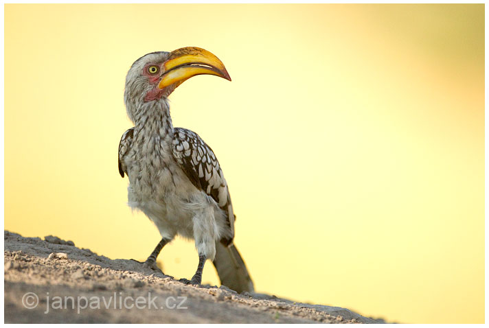 Zoborožec žlutozobý (Tockus flavirostris) 