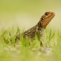 Agama osadní  (Agama agama) | fotografie