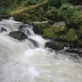 Anan Creek, Aljaška | fotografie