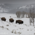 Bizon americký (Bison bison) | fotografie