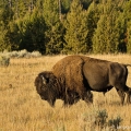Bizon americký (Bison bison) | fotografie