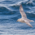 Buřňák lední ,  Fulmarus glacialis | fotografie