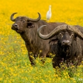 Buvol africký (Syncerus caffer) | fotografie