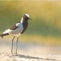 Čejka běločelá  ( Vanellus armatus ) | fotografie