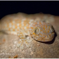 Gekon obrovský (Gekko gecko) | fotografie