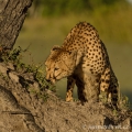 Gepard štíhlý (Acinonyx jubatus) | fotografie