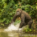 Gorila nížinná  (Gorilla gorilla) | fotografie