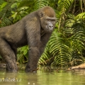 Gorila nížinná  (Gorilla gorilla) | fotografie